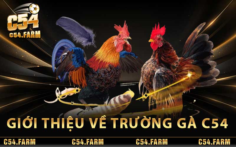 Giới thiệu về trường gà C54